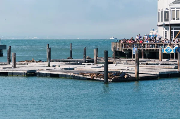 Сан Франциско Каліфорнія Липня 2017 Натовп Людей Спостерігали Морськими Левами — стокове фото
