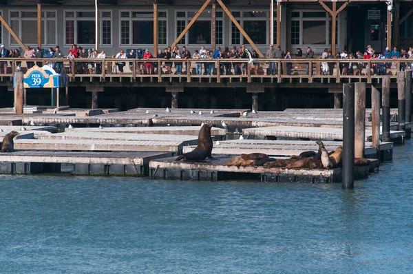 Сан Франциско Каліфорнія Липня 2017 Туристи Спостерігали Морськими Левами Затоці — стокове фото