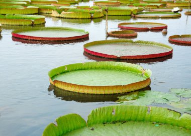 Giant lily pads in water at Chenshan Botanical Garden in Sheshan area of Shanghai China. 