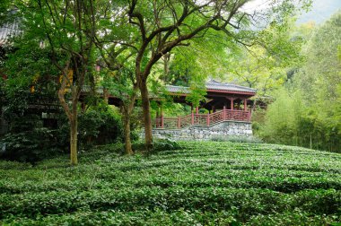 Çin 'in Zhejiang eyaletinin feilai feng manzaralı bölgesi yakınlarında Çin' in Hangzhou bölgesinde yeşil çay bitkileri ve ağaçlarla çevrili sarı bir Asya tarzı bina.. .  