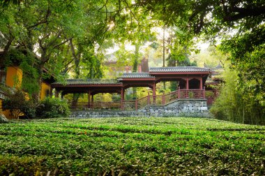 A covered walkway and Asian building surrounded by green tea growing in a field in Hangzhou China. 