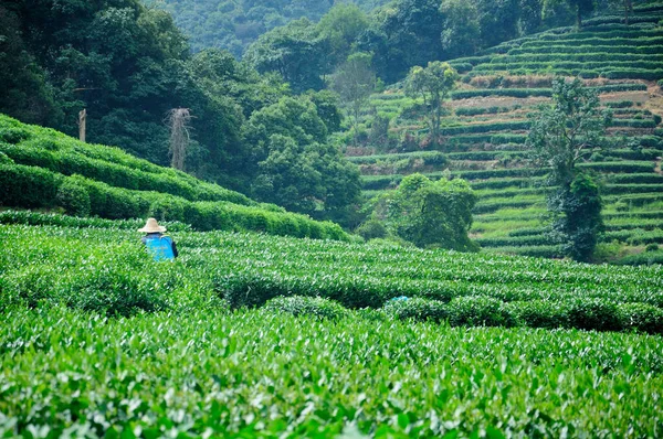 Meijiewu Longjing Tea Plantation Hangzhou China Sunny Summer Day — Stock Photo, Image