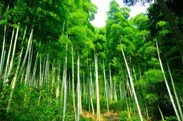 Bamboo Trees Growing Sun Anji Zhejiang Province China — Zdjęcie stockowe