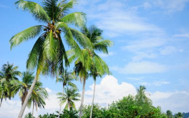 Tayland 'da PhiPhi Don Adası' nda palmiye ağaçları ve mavi gökyüzü.