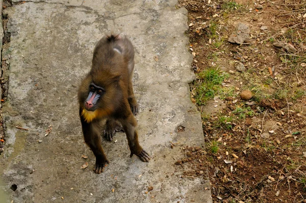 Une Mandrill Mandrillus Sphinx Regardant Hors Son Enceinte Parc Animalier — Photo