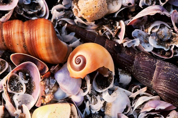 Seashells Lowtide Sands Can Gio Beach South Vietnam Sunny Morning — Stock Photo, Image