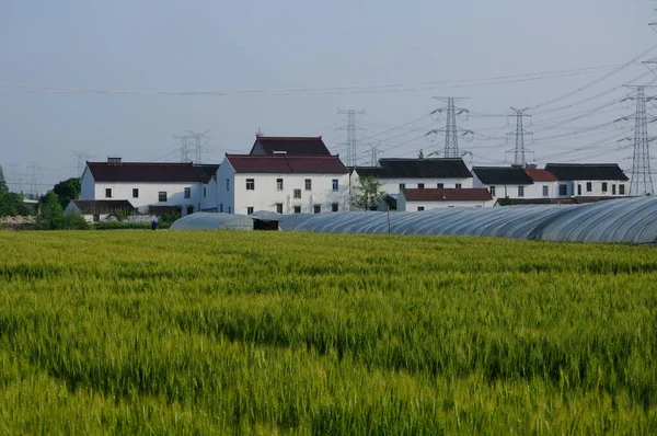 Champs Blé Devant Des Serres Recouvertes Plastique Des Maisons Blanches — Photo