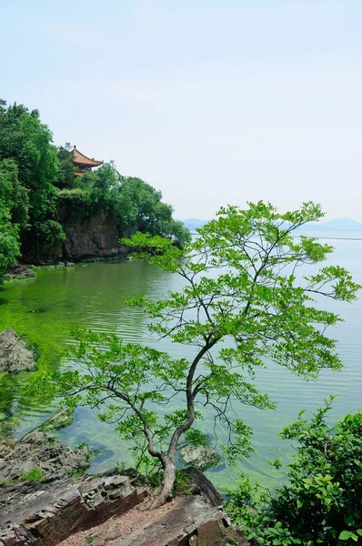 江蘇省の晴れた日に無錫中国の太湖 太湖にもたれて上の小さな木 — ストック写真