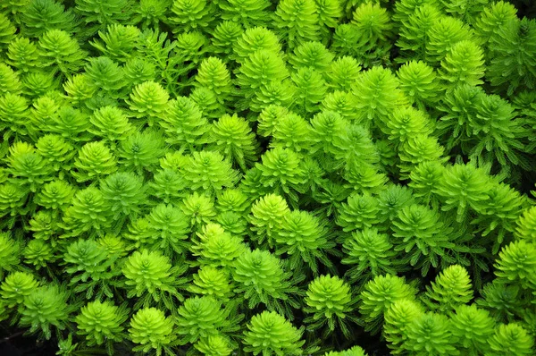 Myriophyllum aquaticum veya su değirmeni Xitang su kasabası Zhejiang Eyaleti Çin 'in sularında bulunur.. 