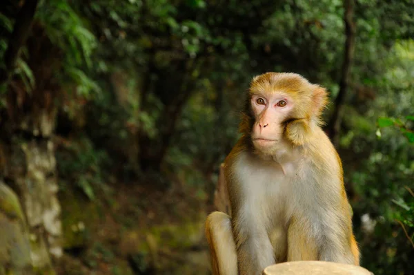 Monyet Rhesus Desa Wulong Taman Hutan Zhangjiajie Provinsi Hunan China — Stok Foto