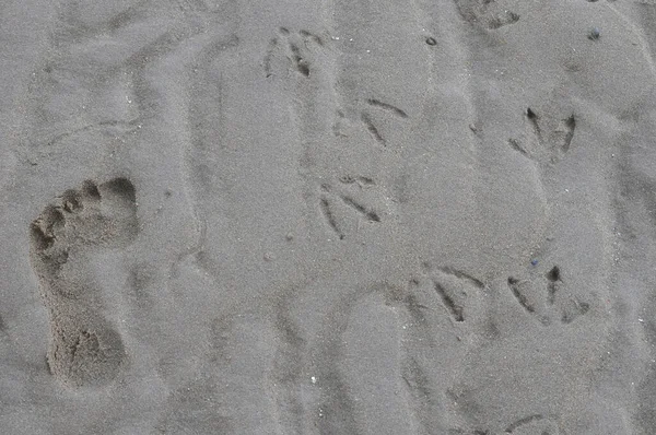 Abstraktní Pozadí Dětské Stopy Ptačí Stopy Písku Pláži Létě — Stock fotografie