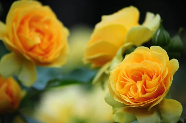 A beautiful yellow rose with blurred background in a garden in West Hartford Connecticut.
