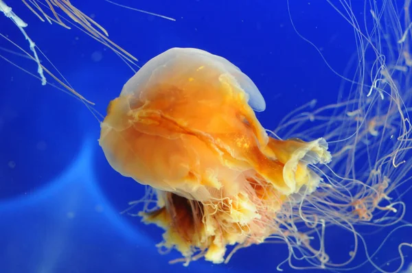 A Portuguese man of war jellyfish in an aquarium with blue background.
