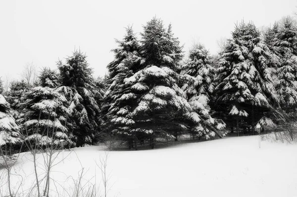 Black White Image Snow Covered Evergreen Trees Cold Winter Day — стоковое фото