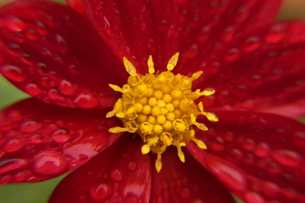 Red Petal Yellow Center Dahlia Flower Blooming Summertime Rain Drops — Stock Photo, Image