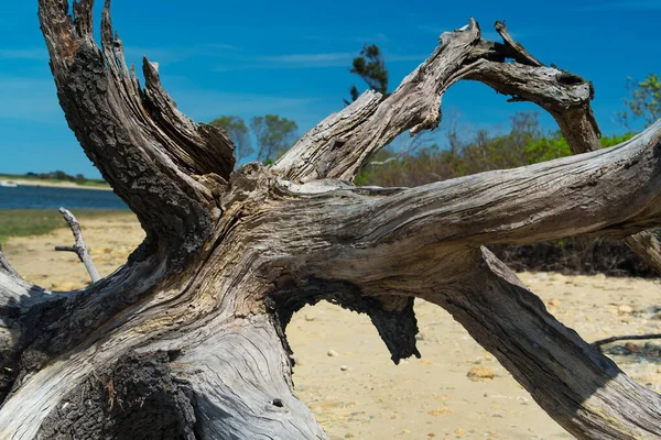 펠릭스 구역의 해변에서 나무가 죽었습니다 마사의 포도원에 에드가르에 보존되어 있습니다 — 스톡 사진