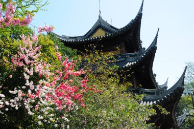 Flowering peach trees blooming at Longhua Temple.   clipart