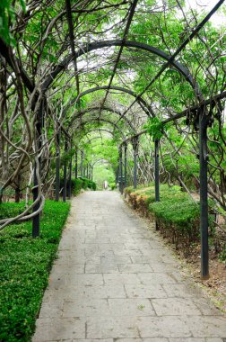 Shandong Eyaleti 'ndeki Penglai Çin' de ağaçlık ve patika kaplı bir Wisteria..  