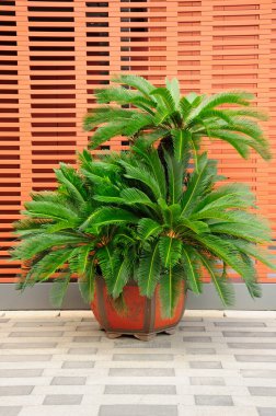 Bir tuğla duvarın önünde saksıda bir palmiye ağacı ve Şangay 'da bir ekran.. 