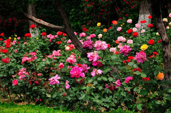 Multi Gekleurde Rozen Bloeien Een Engelse Tuin Zomer — Stockfoto