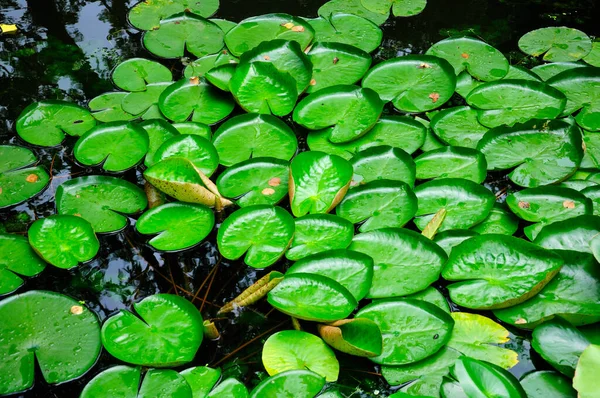 Floating Lily Pads Water — Zdjęcie stockowe