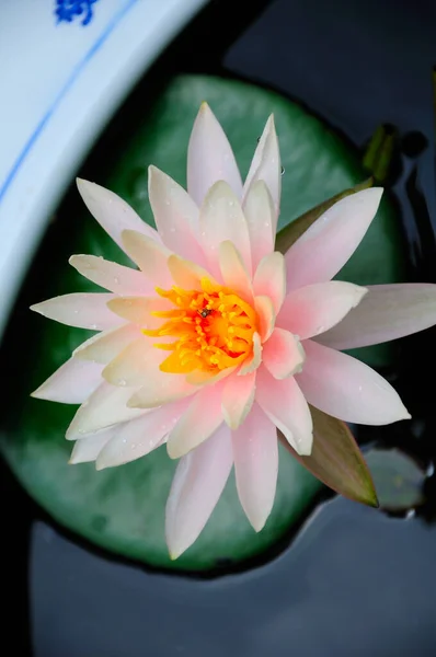 Peach Colored Water Lily Floating Lily Pad Small Insect Stamen — Zdjęcie stockowe