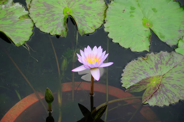 Une Lilité Eau Couleur Violet Clair Près Feuilles Panachées Nénuphar — Photo