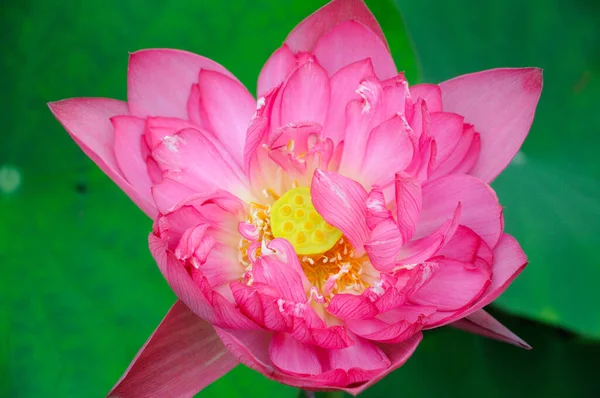 Une Fleur Lotus Rose Fleurs — Photo