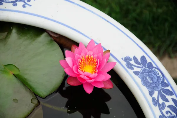粉红的水百合绽放在靠近瓷壶边缘的水面上 — 图库照片