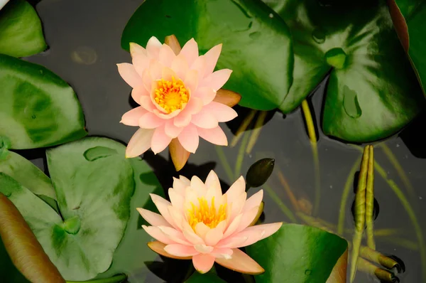 Pale Pink Salmon Colored Water Lilies Blooming Top Water Surrounded — Photo
