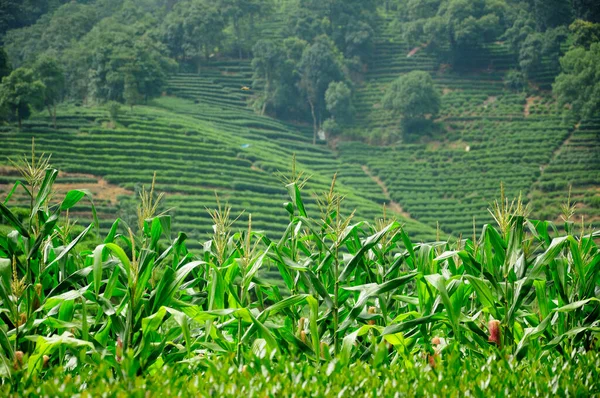 Сладкая Свежая Кукуруза Растет Переднем Плане Плантации Чая Meijiawu Longjing — стоковое фото