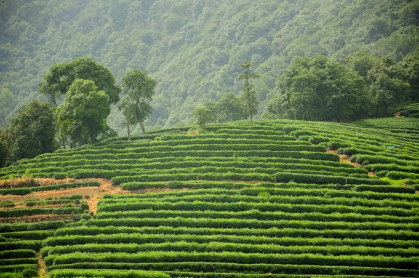 Плантация Чая Meijiewu Longjing Ханчжоу Китай Солнечный Летний День — стоковое фото