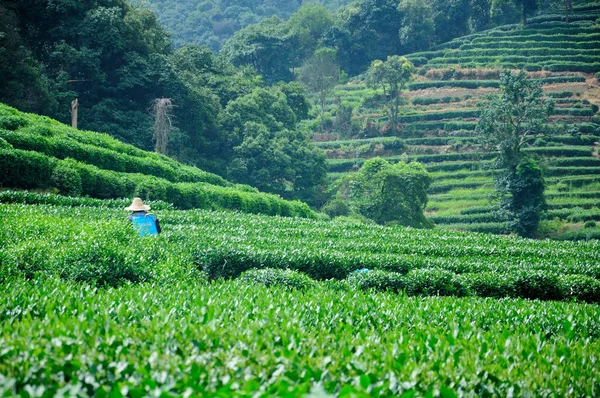 Плантация Чая Meijiewu Longjing Ханчжоу Китай Летний День — стоковое фото