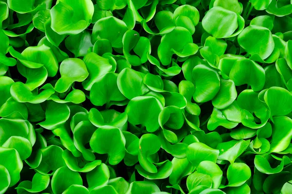 Vibrant Green Water Lettuce Leaves Clustered Together — Stock Photo, Image