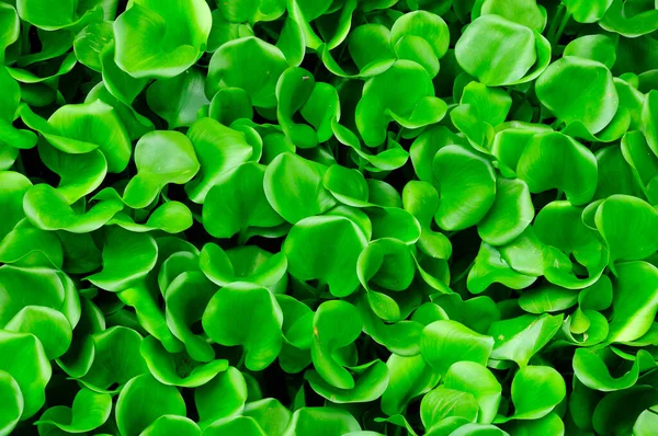 Feuilles Laitue Vert Vif Regroupées Images De Stock Libres De Droits