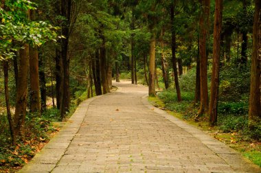 Çin 'in Zhejiang eyaletinde yer alan Yandangshan' ın Lingyan manzaralı bölgesinde bulunan bir çam ağacı koruluğundan geçen taş bir patika..