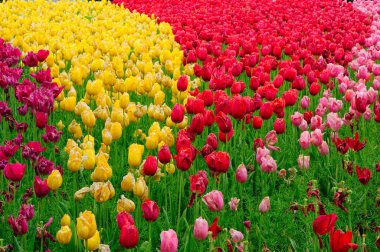 Şangay 'daki Şangay Çiçek Limanı' nın bahçelerinde solan çok renkli lalelerin olduğu bir tarla.. 