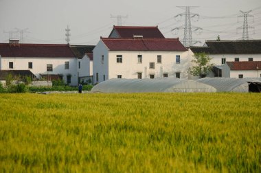 Pudong 'da plastik kaplı seraların önündeki buğday tarlaları Çin' in Şangay bölgesinin yeni bölgesi..