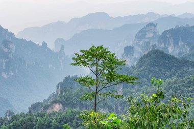 Hunan Eyaleti Çin 'deki Zhangjiajie orman parkının manzarası ve sıradışı kaya oluşumları..