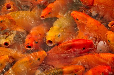 Büyük turuncu ve sarı koi ya da Asya sazanı Çin 'in Zhejiang Eyaleti' ndeki Tongxiang 'ın Wuzhen Sahne Bölgesi' nde yemek için bir araya toplandı.. 