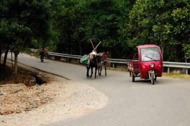 Yunhe İlçesi Zhejiang bölgesinde eşekler yolu takip ederken, Çinli bir adam üç tekerlekli araba kullanıyor.. 