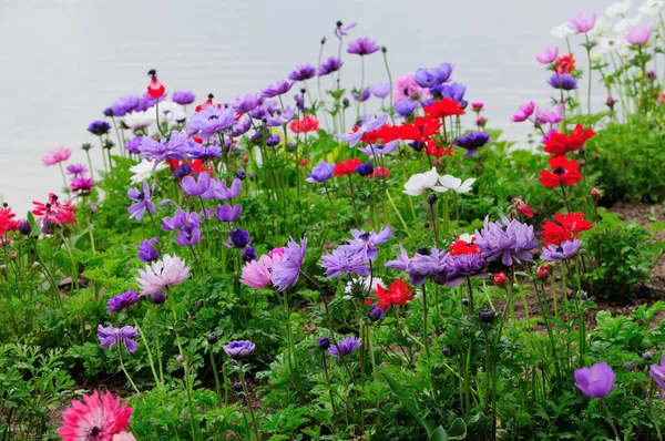 Fioletowy Bia Czerwony Owy Anemony Kwitn Ogrodzie Wiosn Szanghaju Kwiat — Zdjęcie stockowe
