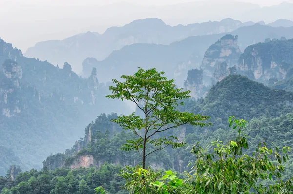 Paisaje Las Formaciones Rocosas Inusuales Del Parque Forestal Zhangjiajie Provincia — Foto de Stock