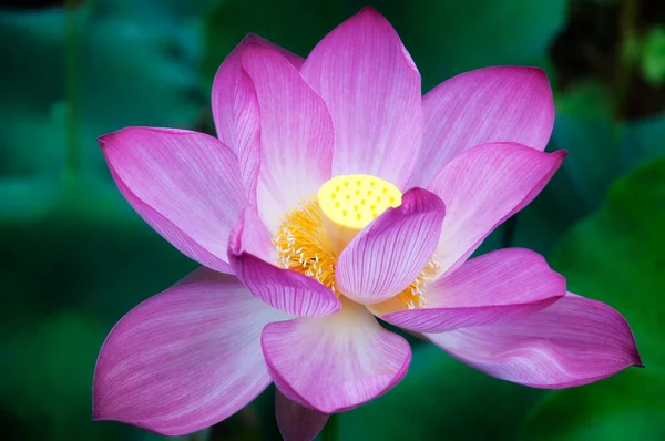 Ένα Ροζ Ανθισμένο Λουλούδι Λωτού Ένα Θολό Πράσινο Φόντο Έναν — Φωτογραφία Αρχείου