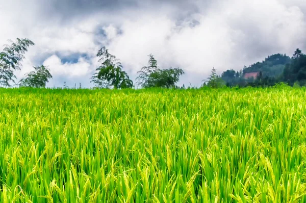 Field Growing Rice Yunhe County Rice Terraces Cloudy Day Zhejiang — Photo