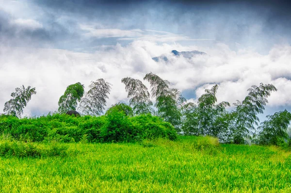 Bamboo Trees Field Growing Rice Yunhe County Rice Terraces Dramatic —  Fotos de Stock