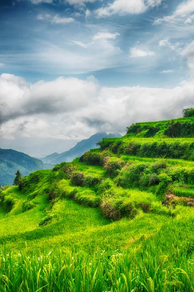 Yunhe Cloud Rice Terraces Landscape Summer Zhejiang Province China Sunny — Stock Photo, Image