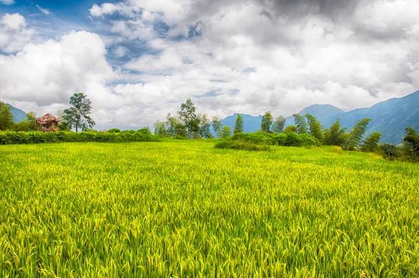 Field Growing Rice Yunhe County Rice Terraces Cloudy Day Zhejiang — Stock Photo, Image