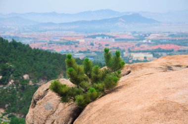 Qingdao Çin 'de Laoshan' da (Lao Dağı) bir kayanın yarığında büyüyen küçük bir çam çalısı, Shandong bölgesinde bulanık bir dağ geçmişine sahip..  
