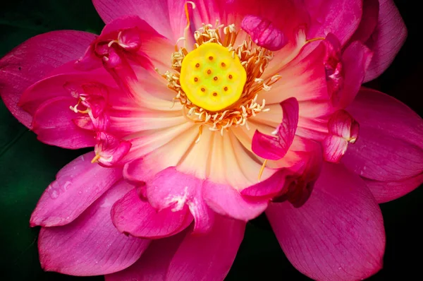 Une Fleur Lotus Rouge Fuscha Dans Jardin Sein Des Jardins — Photo